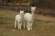 Caspia as a cria, with her dam Patty