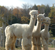 Sire and Full Brothers