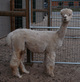 Chilam, Dam of Champions