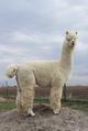 Status Symbol, her sire