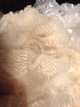 Vivace's second fleece 