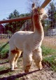 Sire El Segundo