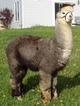 Service Sire TRF P. Quicksilver
