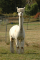 Brietta, his amazing granddam!