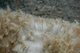 Fleece, Never Shorn