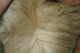 Front shoulder