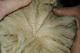 Rear hip