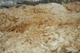 Veracity's fleece 2013