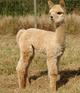Cutest cria ever?