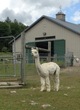 Patty in the pasture