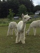 Our Miss Milk, 3rd daughter