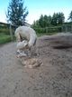 Zenyatta with her newborn cria