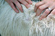 Toriaga's fleece