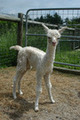 Accoyo Shenandoah
