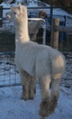 My friend, Pachacuti