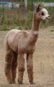 Georgia Peach, Half-Sister