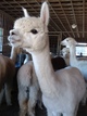 Mutual Exclusivity aka Meme in barn