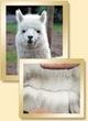 Fleece