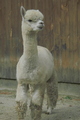 Takoda at Hidden Hill Farm