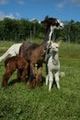 Supermom