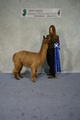 NJ Alpaca Show