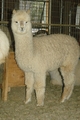 Daughter Veracity