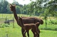 Joy and her latest Cria (Nature's Golden Glory}