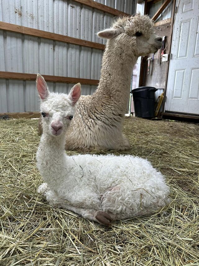 Abby with newborn Raine