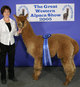 1st Place, Great Western Alpaca Show