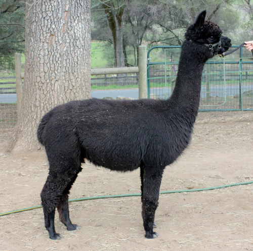 Alpacas For Sale: GNLC PELOUSA: Open (Female): Montana