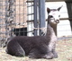 2013 cria at 1 day old!