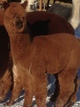 Hennessey, Ginger's first cria 