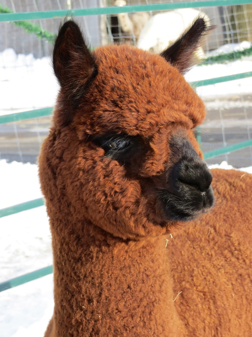 Annie...beautiful coloring and fleece style