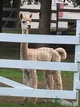 Indy's sire, Simba of A.L. Paca's