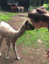 Such a sweet and curious cria!