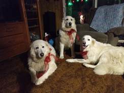 Snowy, Sassie & Bella, Christmas 2017