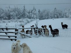 Sassie & Bella with their alpacas