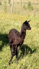 2016 cria lots of luster like his sire