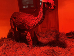 Here's Kristianna and AWH Hurry Sundown by Max under the heat lamp for the night.