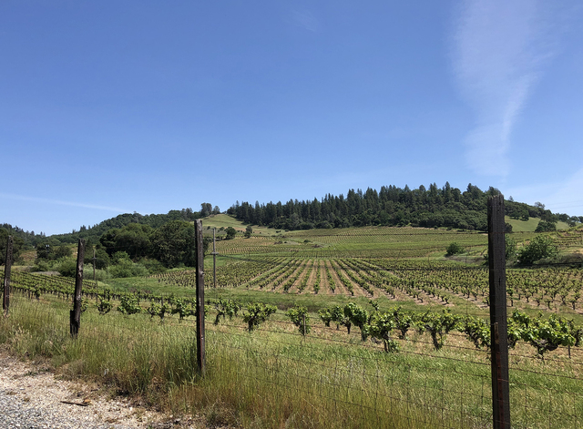 Here is a particularly beautiful vineyard we passed.