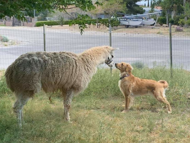 Rescue llama and a friend