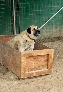Molly girl in a feeder box