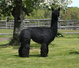 Sire: Cinders-owned by Halo Ranch Alpacas