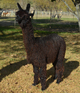Marmalade as a yearling, 1st fleece