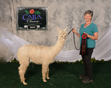 Zither 2nd at CABA!
