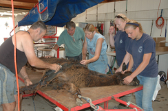 Shearing table in use.