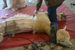 John demonstrates how he makes his first cut of the blanket, not overlapping passes with the  blades