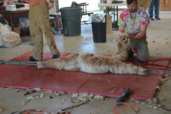 Miracle gives me an unsure look as the shearers stretch her out on the mat.