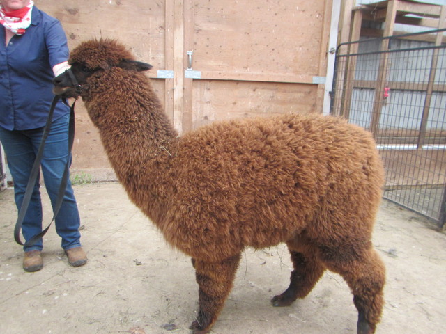 Before shearing with faded cria tips