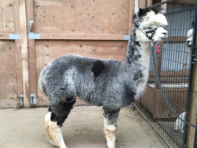 Ready for her 2nd shearing